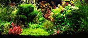 III. Helyezett : Gergely Csaba