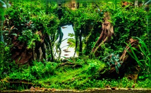 I. Helyezett : Németh Patrik