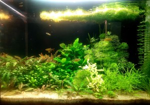 1250. 84 literes akvárium