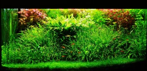 525. III. helyezett  Jakab Szabolcs