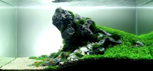 513. II. helyezett  Varga Kovács Roland