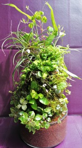 0640. Terra Base a la Timi