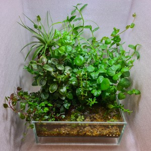 1340 . Dooa 20 x 20 üveg