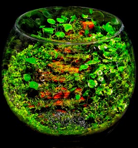 I Helyezett :Erdős Márk