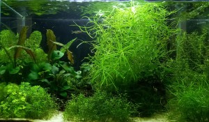 042. 24 literes nano akvárium