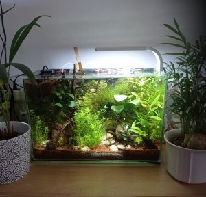 0131.  Dzsungel túra