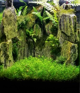 039 . Megkövesedett természet