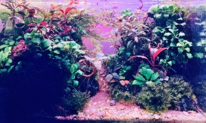 0115. Rizomák világa