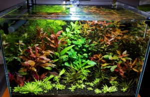 0139 .36L-es csapvizes nano akvárium