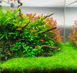 I. helyezett : Liptai Renáta