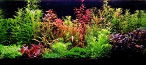 099.   SHRIMP'S PARADISE. 