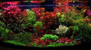 III. helyezett : Szilva László