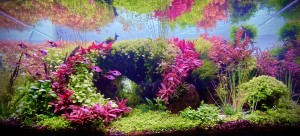 I.helyezett : Bucskó Tamás