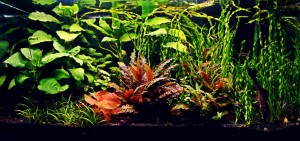 085 . Akvárium mérete: 100x40x50 200L