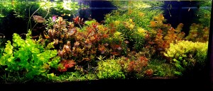 IV. helyezett : Tóth Csaba